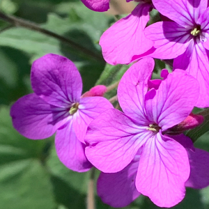 Photographie n°2835593 du taxon Lunaria annua L. [1753]