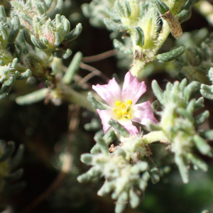 Photographie n°2835906 du taxon Frankenia hirsuta L.