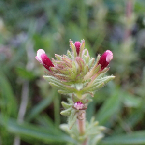 Photographie n°2836227 du taxon Parentucellia latifolia (L.) Caruel