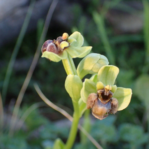 Photographie n°2836235 du taxon Ophrys bombyliflora Link [1800]