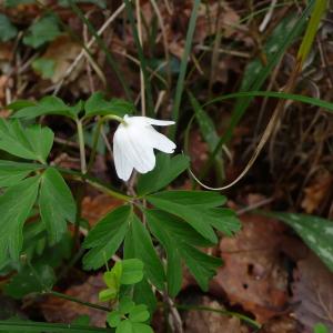 Photographie n°2836355 du taxon Anemone nemorosa L. [1753]