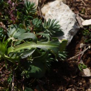 Photographie n°2836359 du taxon Valeriana tuberosa L. [1753]