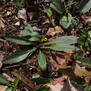 Photographie n°2836362 du taxon Valeriana tuberosa L. [1753]