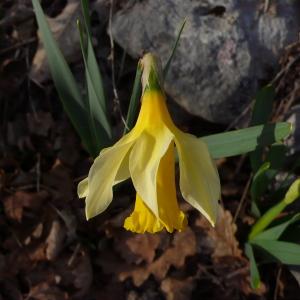 Photographie n°2836363 du taxon Narcissus bicolor L. [1762]