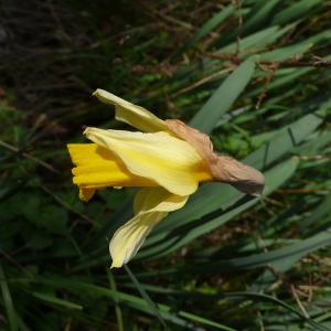 Photographie n°2836364 du taxon Narcissus bicolor L. [1762]
