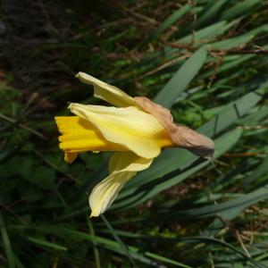 Photographie n°2836365 du taxon Narcissus bicolor L. [1762]