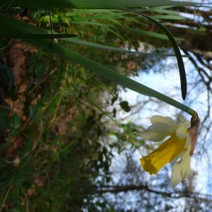 Photographie n°2836366 du taxon Narcissus bicolor L. [1762]