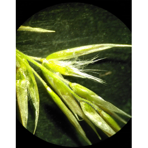 Melica ciliata 2024-03-28 à 15.44.38_01b56d4c.jpg