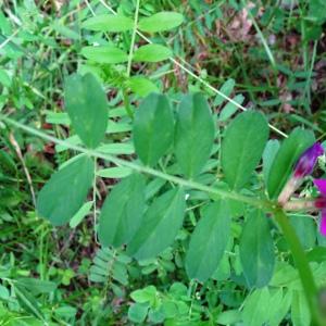 Photographie n°2836407 du taxon Vicia sativa L. [1753]