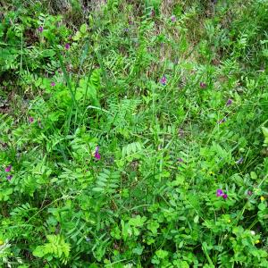 Photographie n°2836408 du taxon Vicia sativa L. [1753]