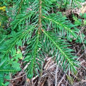 Photographie n°2836974 du taxon Picea abies (L.) H.Karst. [1881]