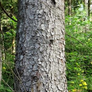 Photographie n°2836978 du taxon Picea abies (L.) H.Karst. [1881]