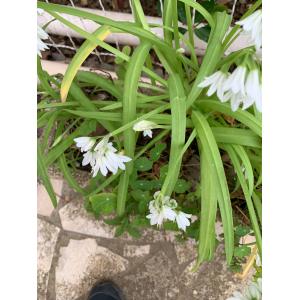 Allium triquetrum-IMG_5293.jpg