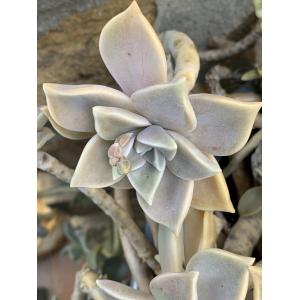 Graptopetalum paraguayense-IMG_5319.JPG