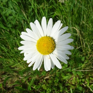 Photographie n°2837049 du taxon Leucanthemum vulgare Lam. [1779]