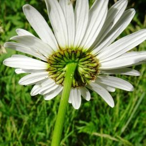 Photographie n°2837051 du taxon Leucanthemum vulgare Lam. [1779]