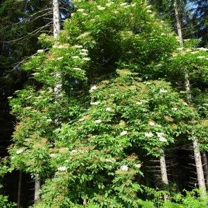 Photographie n°2837054 du taxon Sambucus nigra L. [1753]