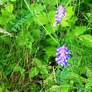 Photographie n°2837073 du taxon Vicia cracca L. [1753]