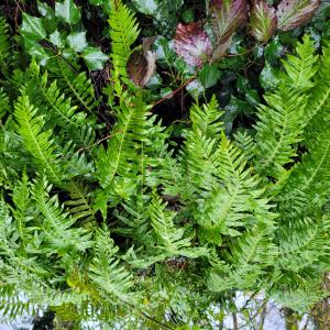 Photographie n°2838410 du taxon Polypodium interjectum Shivas [1961]