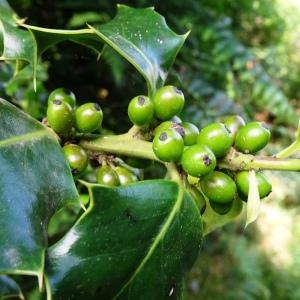 Photographie n°2838418 du taxon Ilex aquifolium L. [1753]