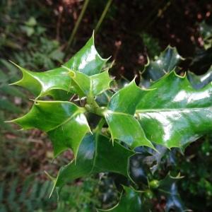 Photographie n°2838419 du taxon Ilex aquifolium L. [1753]