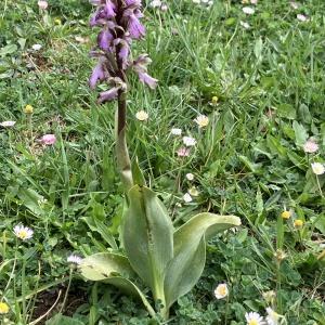 Photographie n°2838425 du taxon Himantoglossum robertianum (Loisel.) P.Delforge [1999]