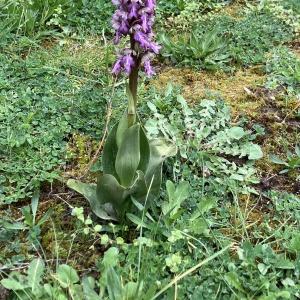 Photographie n°2838428 du taxon Himantoglossum robertianum (Loisel.) P.Delforge [1999]