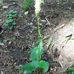 Photographie n°2838461 du taxon Phyteuma spicatum L. [1753]