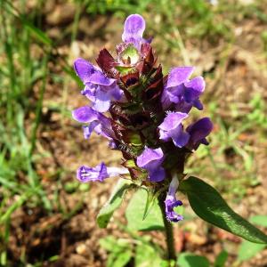 Photographie n°2838480 du taxon Prunella vulgaris L. [1753]