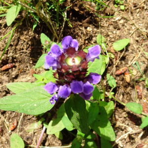 Photographie n°2838481 du taxon Prunella vulgaris L. [1753]