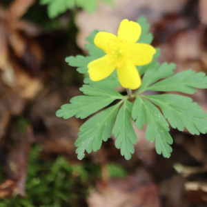 Photographie n°2839550 du taxon Anemone ranunculoides L. [1753]