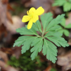 Photographie n°2839552 du taxon Anemone ranunculoides L. [1753]