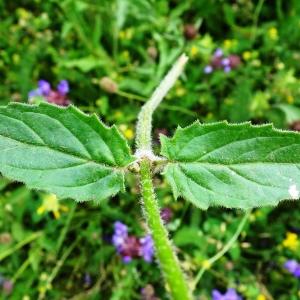 Photographie n°2839565 du taxon Prunella hastifolia Brot. [1804]