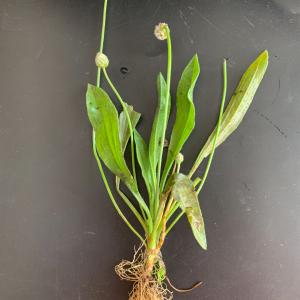 Photographie n°2839592 du taxon Plantago lagopus L. [1753]