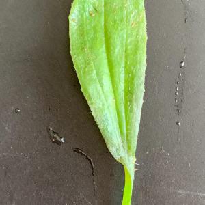 Photographie n°2839594 du taxon Plantago lagopus L. [1753]