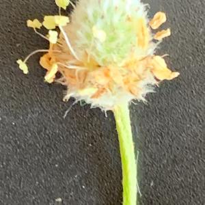 Photographie n°2839598 du taxon Plantago lagopus L. [1753]