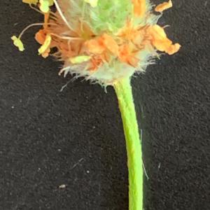 Photographie n°2839599 du taxon Plantago lagopus L. [1753]