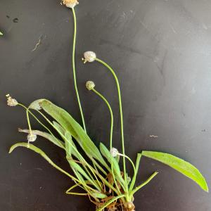Photographie n°2839600 du taxon Plantago lagopus L. [1753]