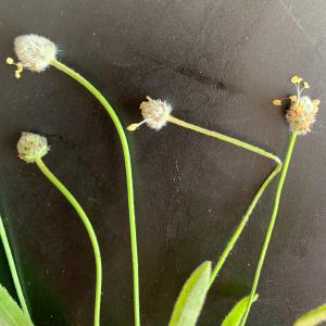 Photographie n°2839601 du taxon Plantago lagopus L. [1753]