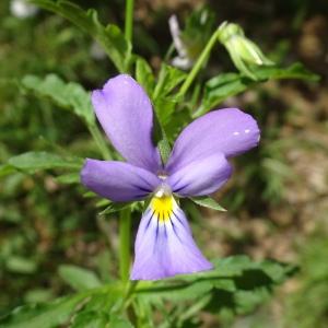 Photographie n°2839602 du taxon Viola tricolor L. [1753]
