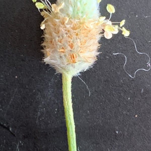 Photographie n°2839604 du taxon Plantago lagopus L. [1753]