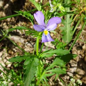 Photographie n°2839605 du taxon Viola tricolor L. [1753]