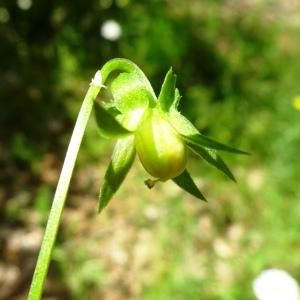 Photographie n°2839606 du taxon Viola tricolor L. [1753]