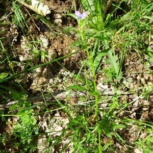 Photographie n°2839607 du taxon Viola tricolor L. [1753]