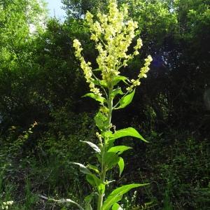 Photographie n°2839620 du taxon Verbascum lychnitis L. [1753]