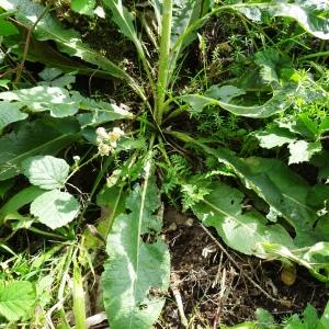 Photographie n°2839621 du taxon Verbascum lychnitis L. [1753]