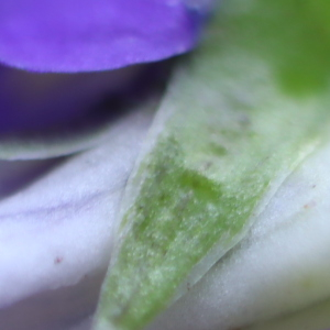 Photographie n°2839626 du taxon Viola riviniana Rchb. [1823]