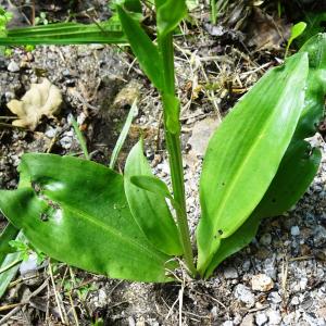 Photographie n°2839634 du taxon Platanthera bifolia (L.) Rich. [1817]