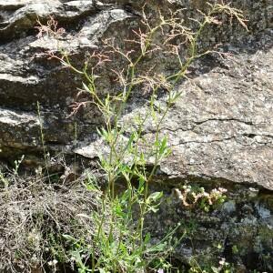 Photographie n°2839650 du taxon Rumex acetosella L. [1753]