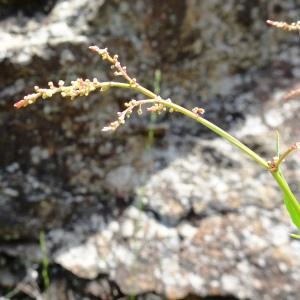 Photographie n°2839652 du taxon Rumex acetosella L. [1753]